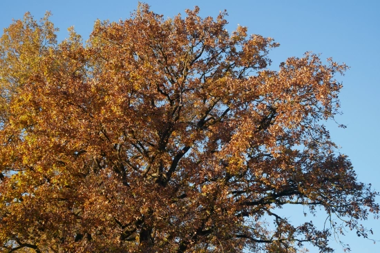 Baum im Herbst