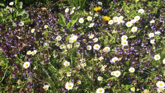 Frühlingswiese