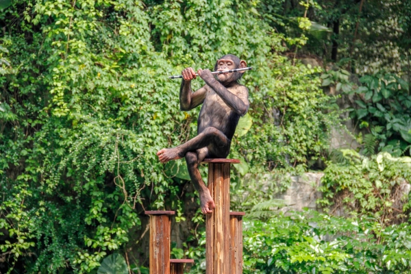 Schimpanse spielt Flöte