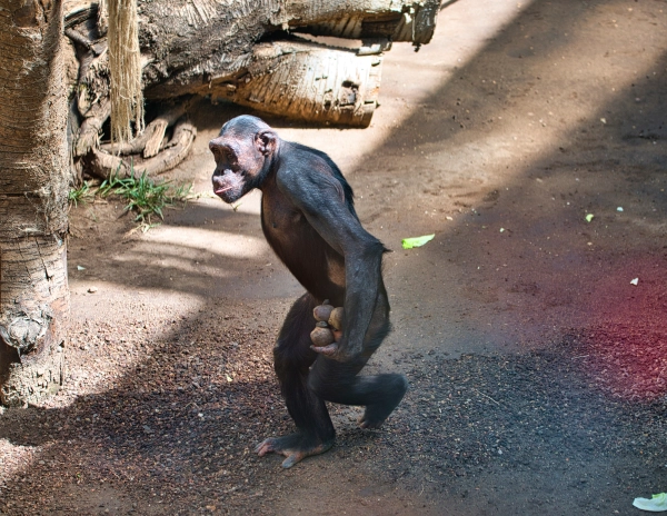 Schimpanse mit aufrechtem Gang