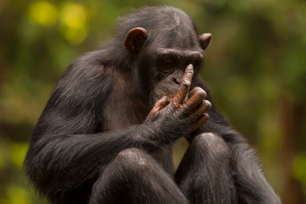 Schimpanse beim Nachdenken