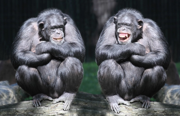 2 Schimpansen erzählen sich mutmaßlich einen Witz
